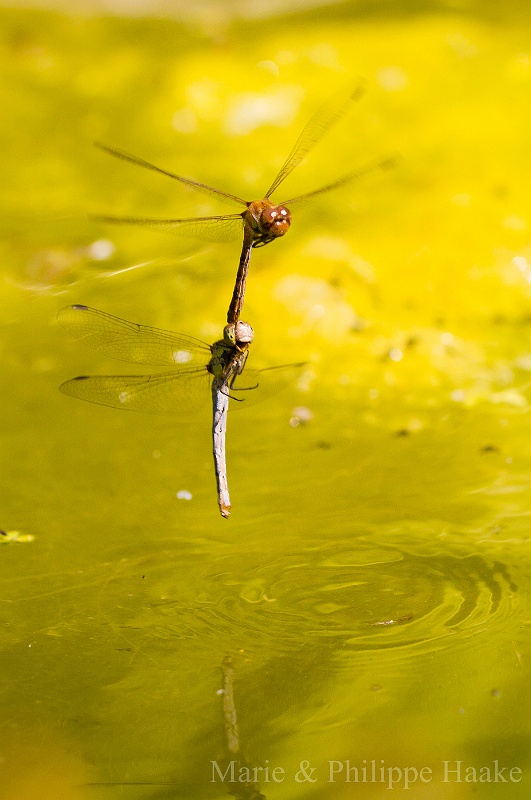 Sympetrum strie 2339.jpg - Sympetrum strié - sympetrum striolatum: ponte sur notre étang! (Ermitage, Genève, Suisse)